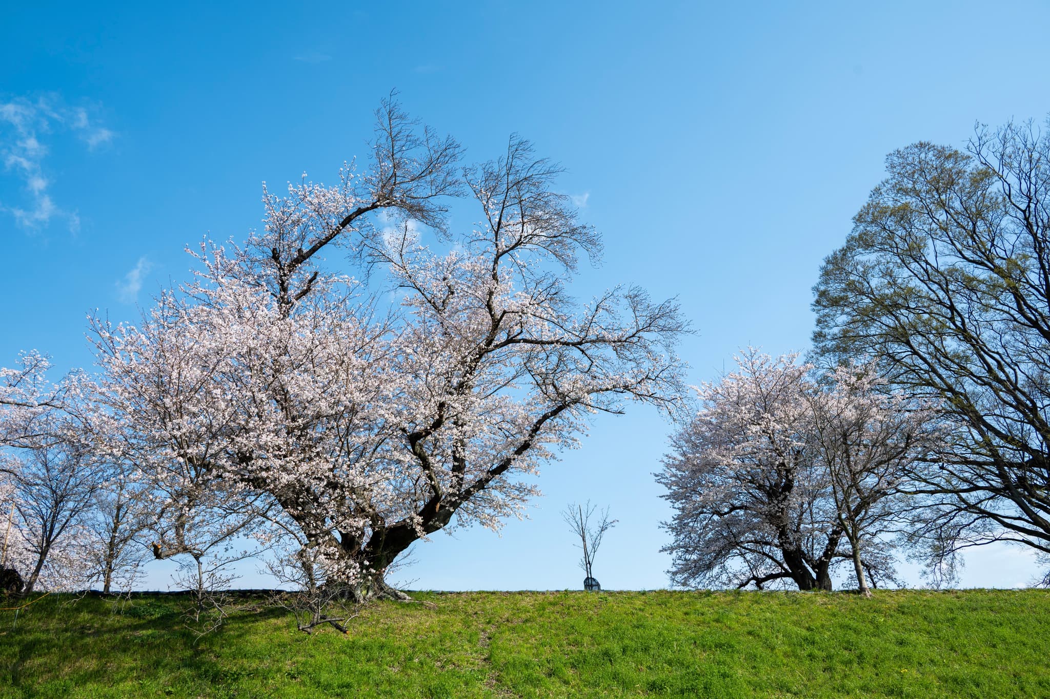 Yodogawa Park, Kyoto