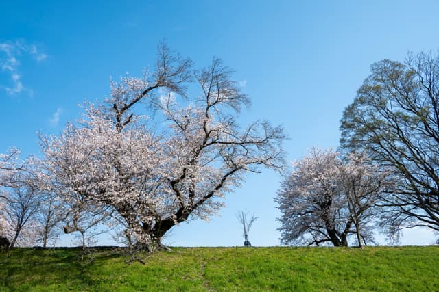 Yodogawa Park, Kyoto