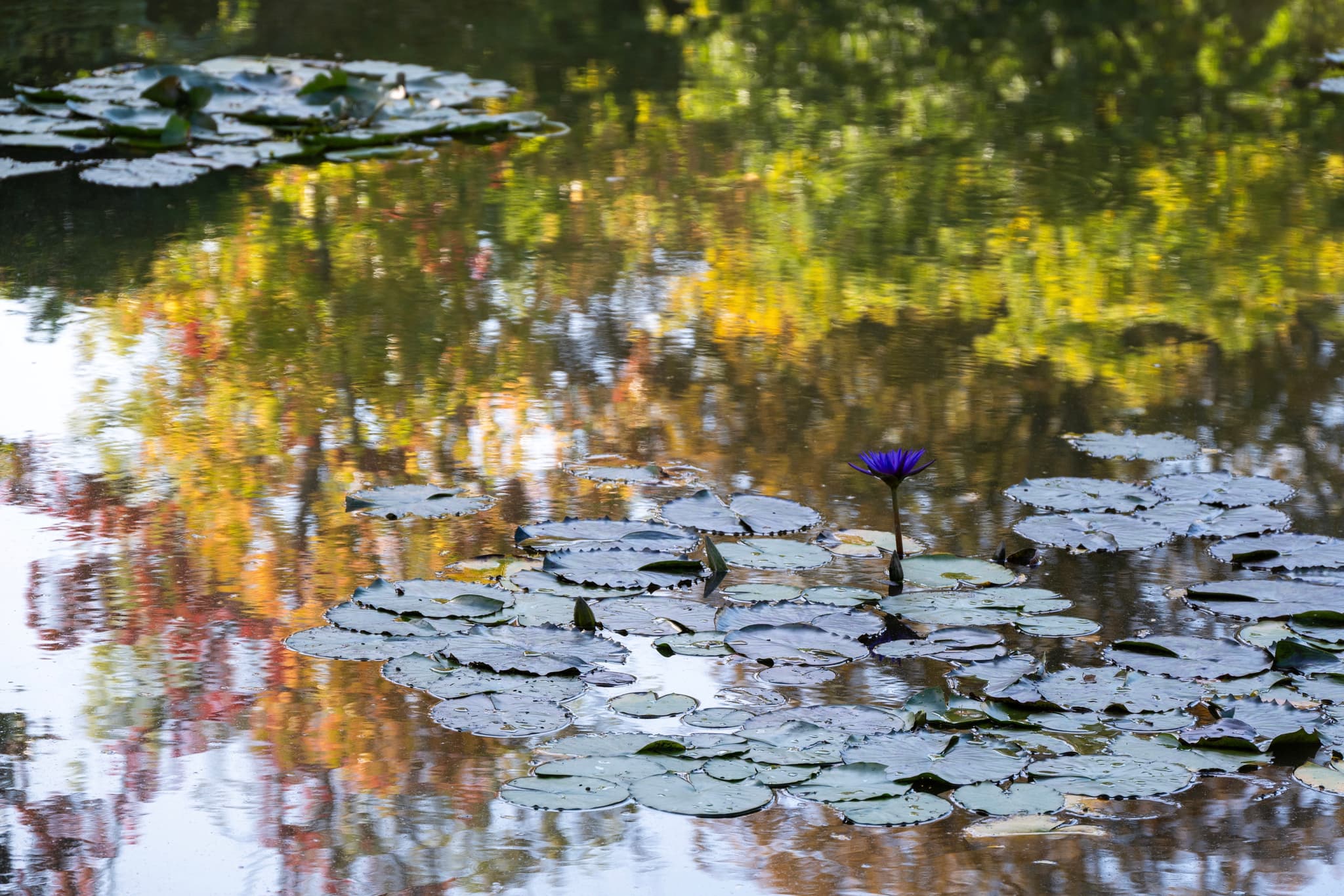 Claude Monet’s Pond, Giverny