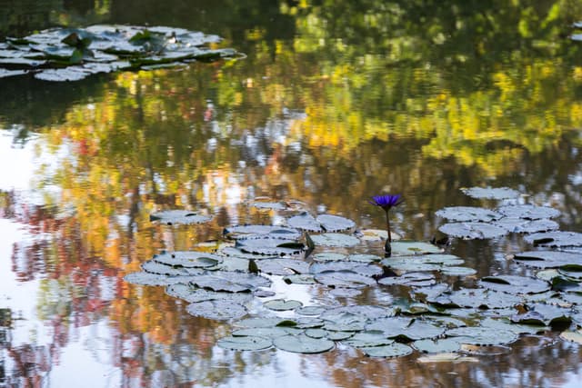 Claude Monet’s Pond, Giverny